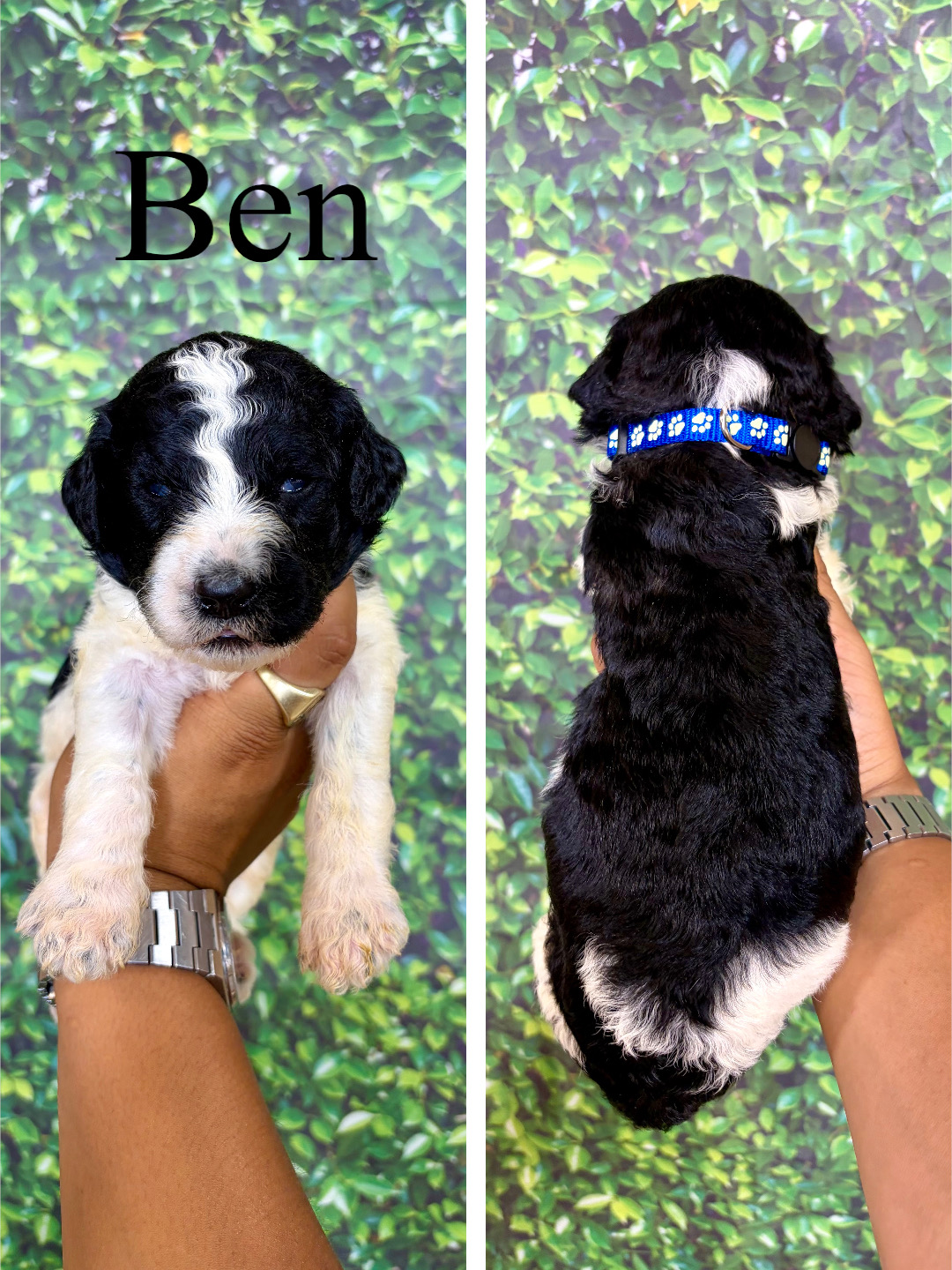 Ben (Blue) 1